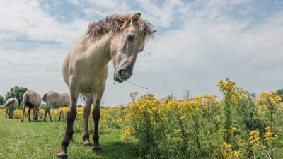 Attendance for the month of April 1918