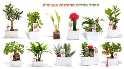 מתנות לפסח, עציצים ממותגים, ליצירת אווירה חיובית ולחזק את הקשר עם צוות העובדים והלקוחות  עם מתנות לכנסים ואירועים