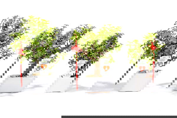 מתנות ללקוחות לראש השנה, מבחר מתנות לכנסים ואירועים מסר של שפע בעץ השפע