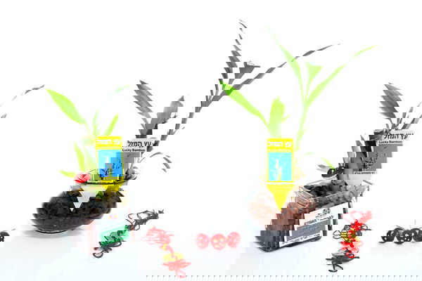 מתנות לחגים, מבחר מתנות לכנסים ולאירועים מסר של מזל בעץ המזל