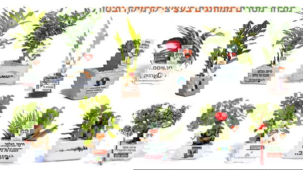 מגוון גדול של מסרים ממותגים בעציצים למתנות ולאירועים