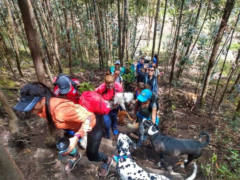 Abraza un Árbol y conecta con la vida !