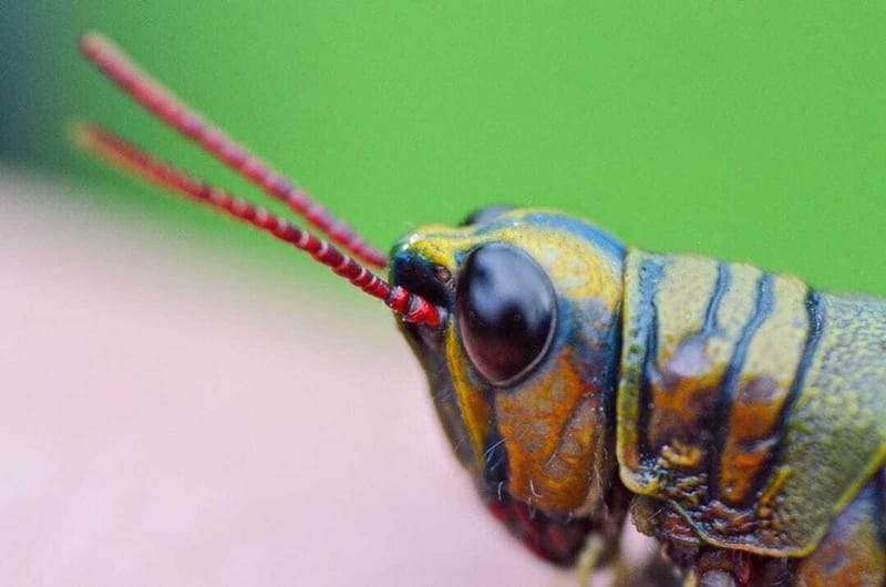 Día Internacional de la Vida Silvestre