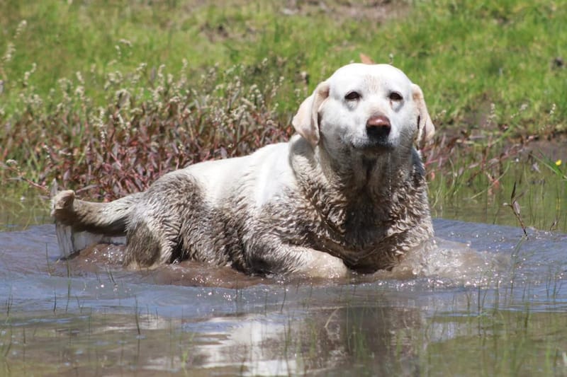 Día Mundial del Perro