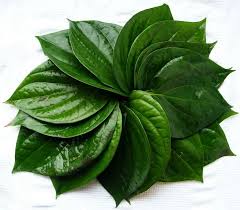 obat sipilis alami ampuh dari daun sirih