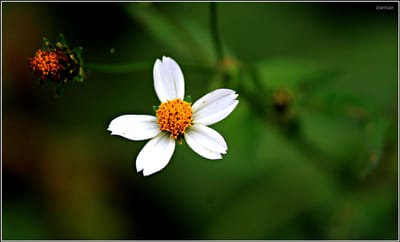 About image