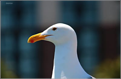 THE SEA GULL