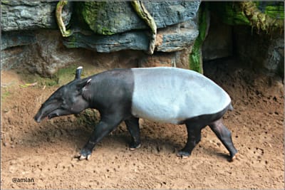 THE TAPIR