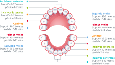 Diferencias entre la dentición decidua y la dentición parmente.