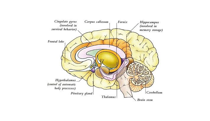 Human brain : The inborn infinity | Abdullah Al Moinee