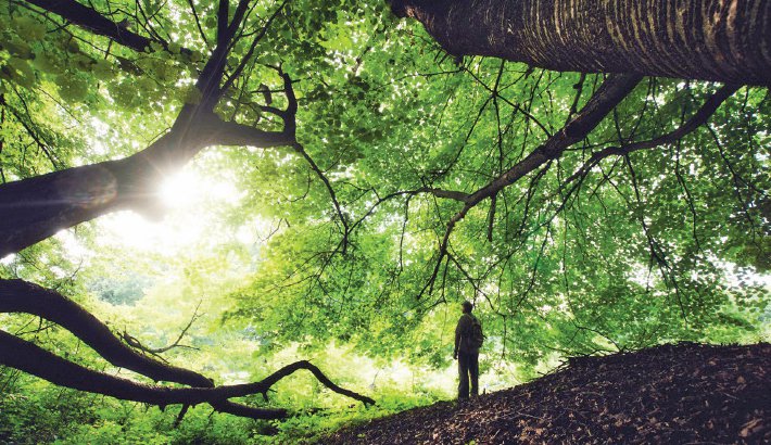 Nature: A Sanctuary of Spiritual Serenity | Abdullah Al Moinee