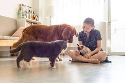 Tips of Selecting Pet Supplies image