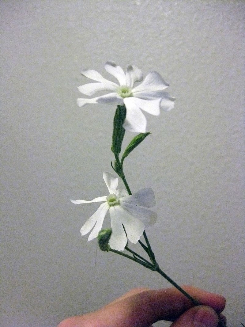 שורש החלום האפריקאי (Silene undulata)