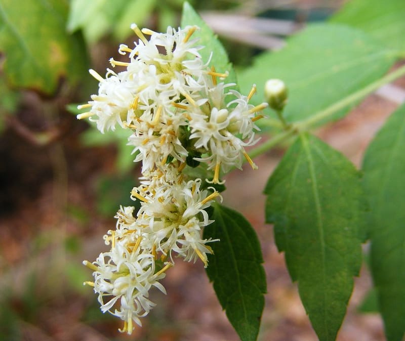 קליאה טרניפוליה (Calea ternifolia)