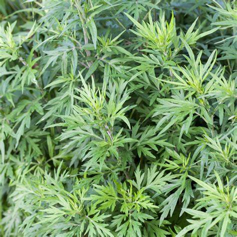 ארתימיסיה וולגריס mugwort