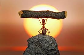 La hormiga que se levantaba todos los días a trabajar