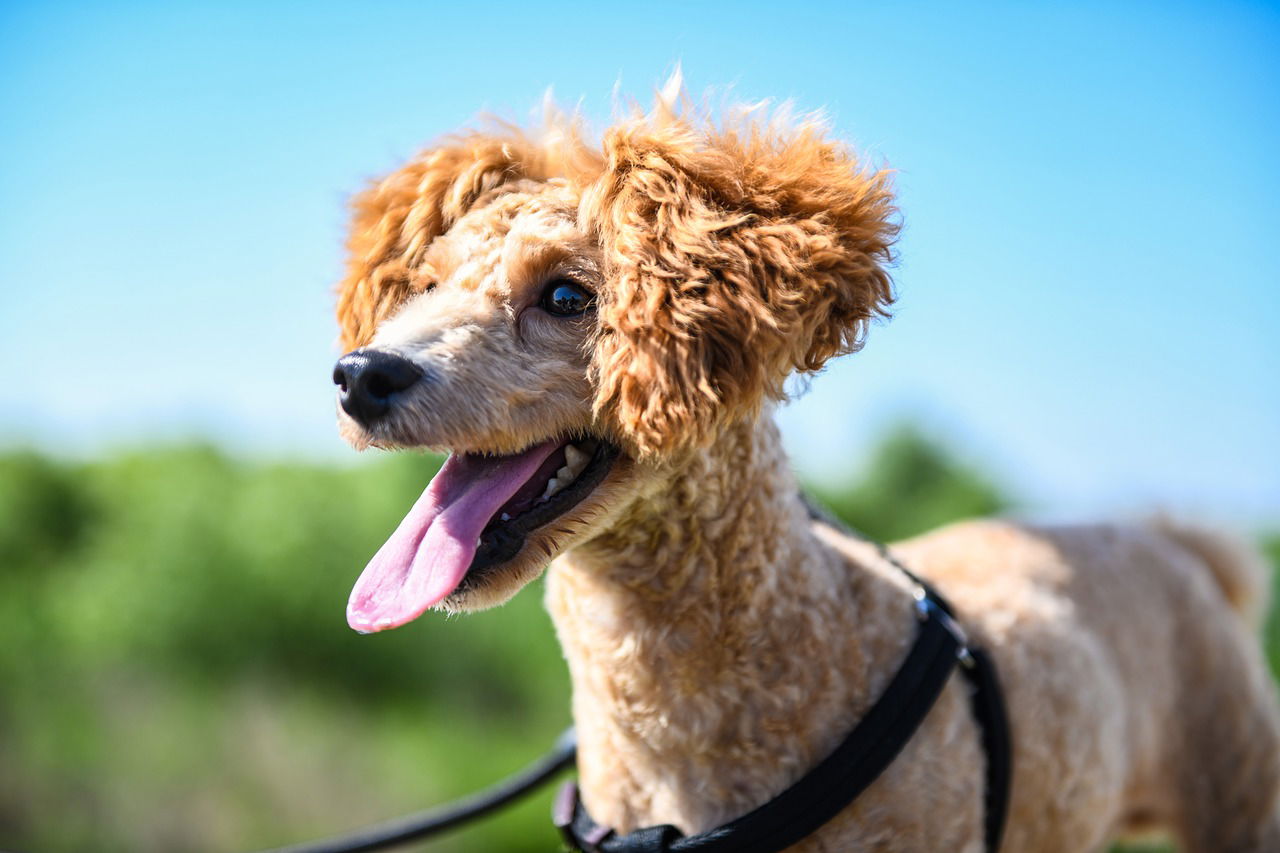 Walking Your Dog: You Both Get Health Benefits