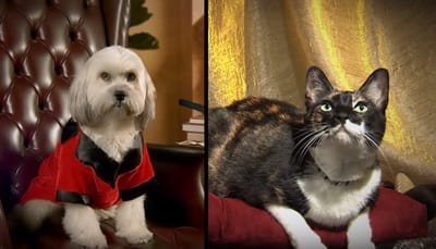 The Most Interesting Pets In The World