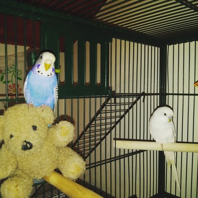 About Parakeets image