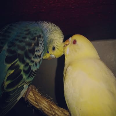 About Parakeets image
