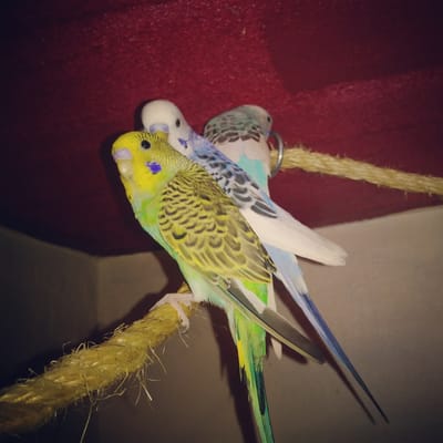 About Parakeets image