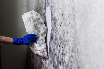 Best Means of Mold Remediation image