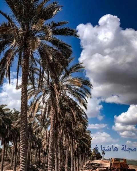 هاجر مدحت