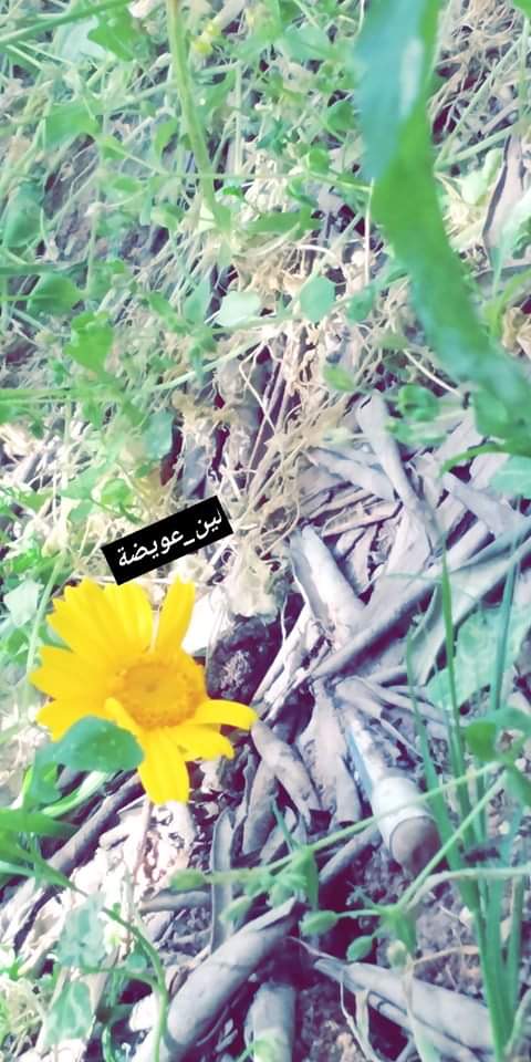 لين عويضة / الاردن