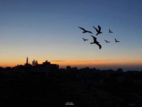هبة خنافسة / القدس