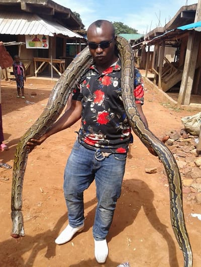 Massive, Long Python Killed In Enugu; See What The Youth Are Doing With It