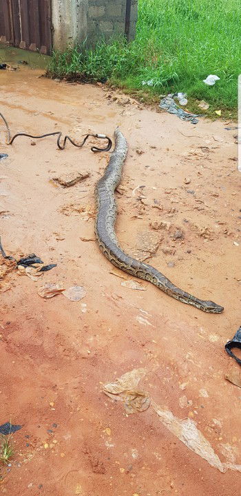 Anambra Flood: Huge Python Killed In Odekpe Community (photos)