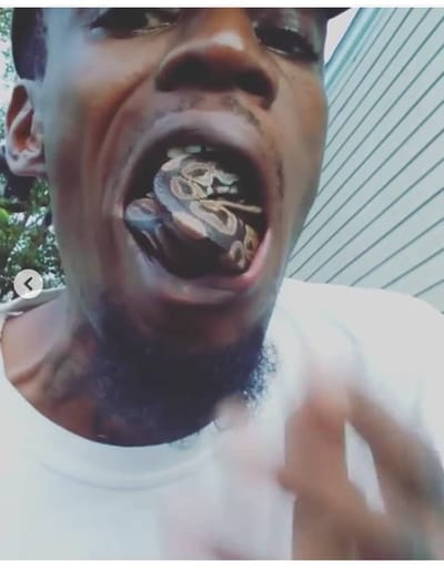 Man Puts Python In His Mouth. See Reactions (Graphic Video, Photos)