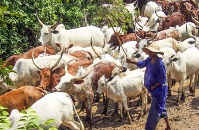 Illegal Grazing: Lasg Seizes 30 Cows, 10 Rams, Warns Herdsmen On No