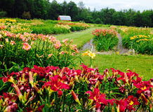 Daylily Day Trip