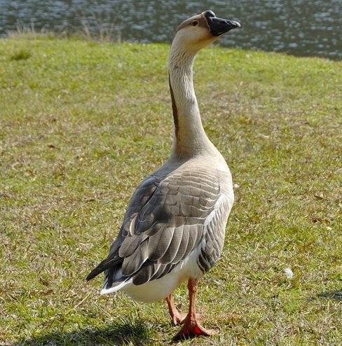 African Goose