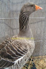 Alsatian Goose