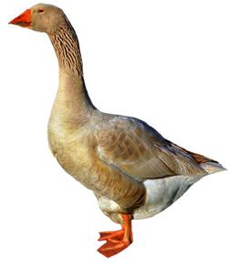 American Buff Goose