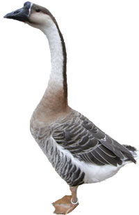 Chinese Goose