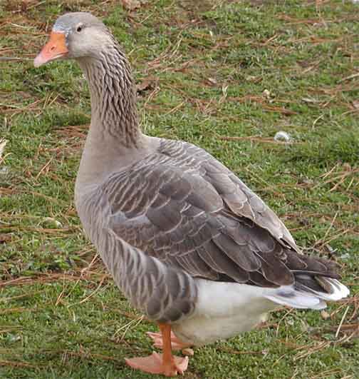 Cotton Patch Goose