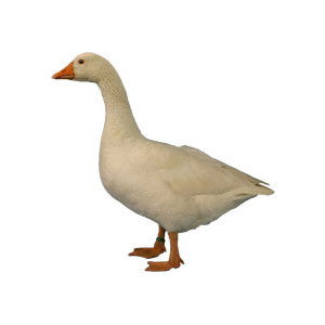 Czech Goose