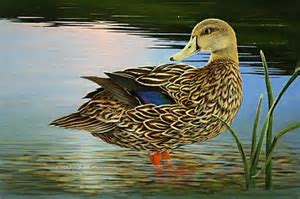 BLACK DUCK