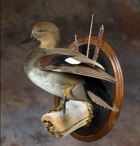 GADWALL