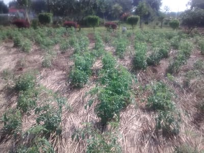 Demonstration Projects image