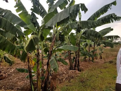 Demonstration Projects image