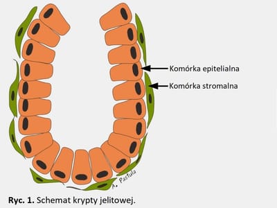 Co się dzieje w naszym jelicie, czyli o kryptach jelitowych i komórkach stromy image