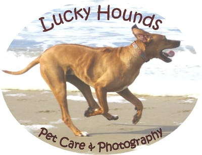 Lucky Hounds Dog Boarding