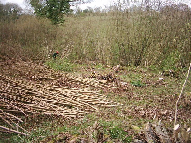 Coppicing