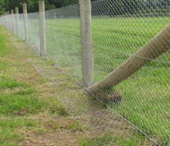 Rabbit Proof Fencing