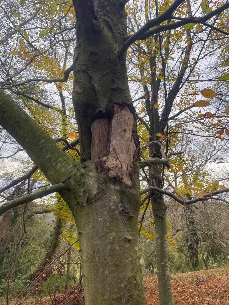 Grey Squirrel Activity and Impact Assessments