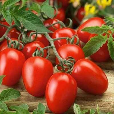 Growing Tomatoes from sowing to harvest image